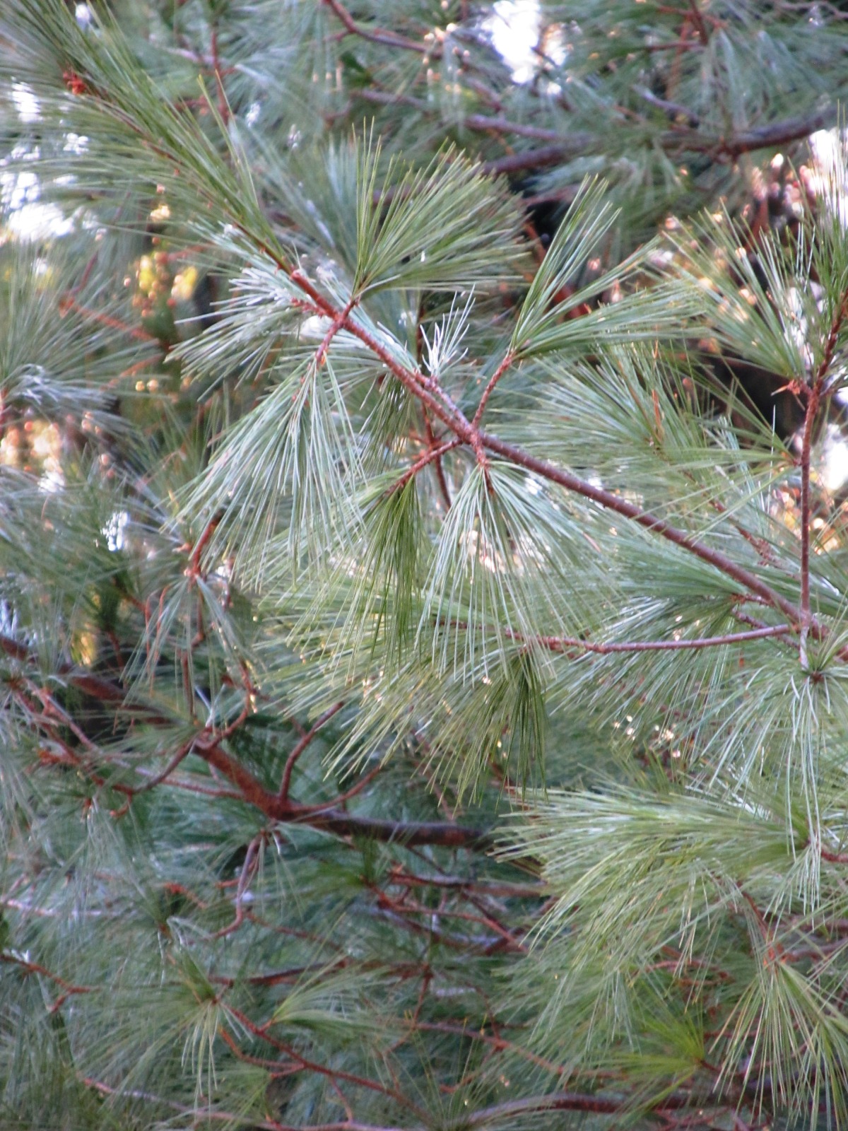 pine trees 3